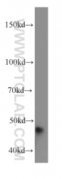 11713-1-AP - DNAJA1 / HDJ2
