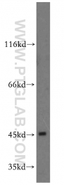 11713-1-AP - DNAJA1 / HDJ2