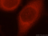 13174-1-AP - DNAJB1 / HSP40