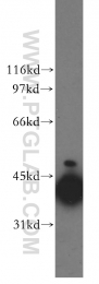 13174-1-AP - DNAJB1 / HSP40
