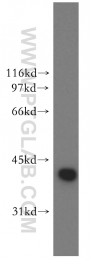 13174-1-AP - DNAJB1 / HSP40