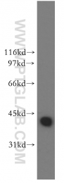 13174-1-AP - DNAJB1 / HSP40
