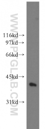 13174-1-AP - DNAJB1 / HSP40