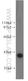 13174-1-AP - DNAJB1 / HSP40