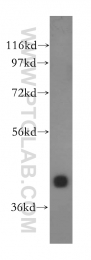 15484-1-AP - DNAJB11