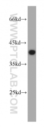 10838-1-AP - DNAJB2