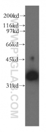 13064-1-AP - DNAJB4 / HSP40 homolog