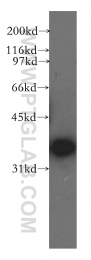 13064-1-AP - DNAJB4 / HSP40 homolog