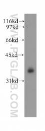 13064-1-AP - DNAJB4 / HSP40 homolog