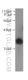 13064-1-AP - DNAJB4 / HSP40 homolog