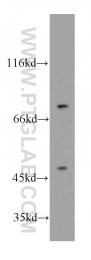 11971-1-AP - ZRF1