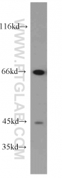 11971-1-AP - ZRF1