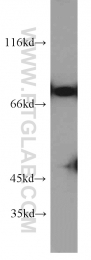 11971-1-AP - ZRF1