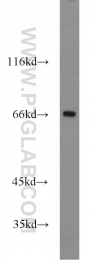 11971-1-AP - ZRF1