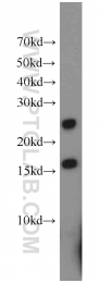 17364-1-AP - DNAJC5B