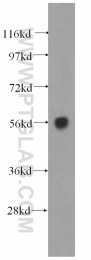 11090-1-AP - DNAJC7 / TPR2