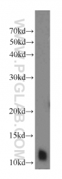 10388-1-AP - DNAL4