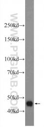 22652-1-AP - Deoxyribonuclease-2-beta