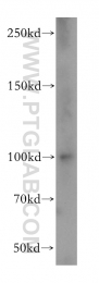 18205-1-AP - Dynamin-1