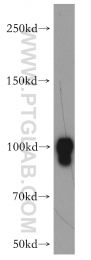 18205-1-AP - Dynamin-1