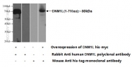 12957-1-AP - Dynamin-1-like protein