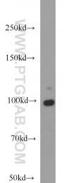 14605-1-AP - Dynamin-2