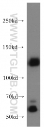 20954-1-AP - DNMT3A
