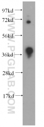14939-1-AP - DNMT3L