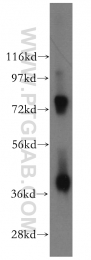 14939-1-AP - DNMT3L