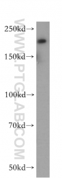 18987-1-AP - DOCK9