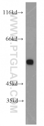 15749-1-AP - DOK3