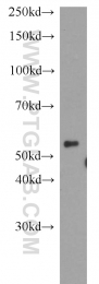 14866-1-AP - DPH2 / DPH2L2