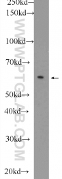 11568-1-AP - DPP9 / DPRP2