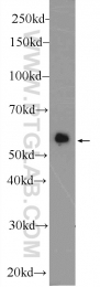 11568-1-AP - DPP9 / DPRP2