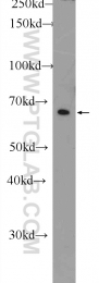 11568-1-AP - DPP9 / DPRP2
