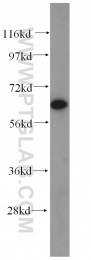 14521-1-AP - DPYSL2 / CRMP2