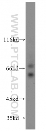 14686-1-AP - DPYSL2 / CRMP2