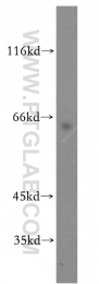 14686-1-AP - DPYSL2 / CRMP2
