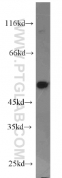11132-1-AP - Dysbindin