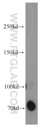 13808-1-AP - DYNC1I1