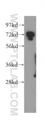 12219-1-AP - DYNC1I2