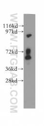 12219-1-AP - DYNC1I2