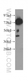 12219-1-AP - DYNC1I2