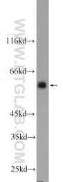 25326-1-AP - DYNC1LI1