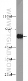 25326-1-AP - DYNC1LI1