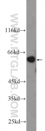 25326-1-AP - DYNC1LI1