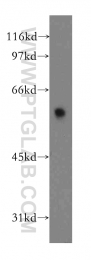 12890-2-AP - DYRK4