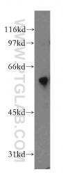 12890-2-AP - DYRK4