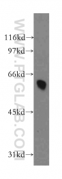 12890-2-AP - DYRK4