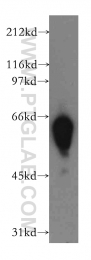 12890-2-AP - DYRK4